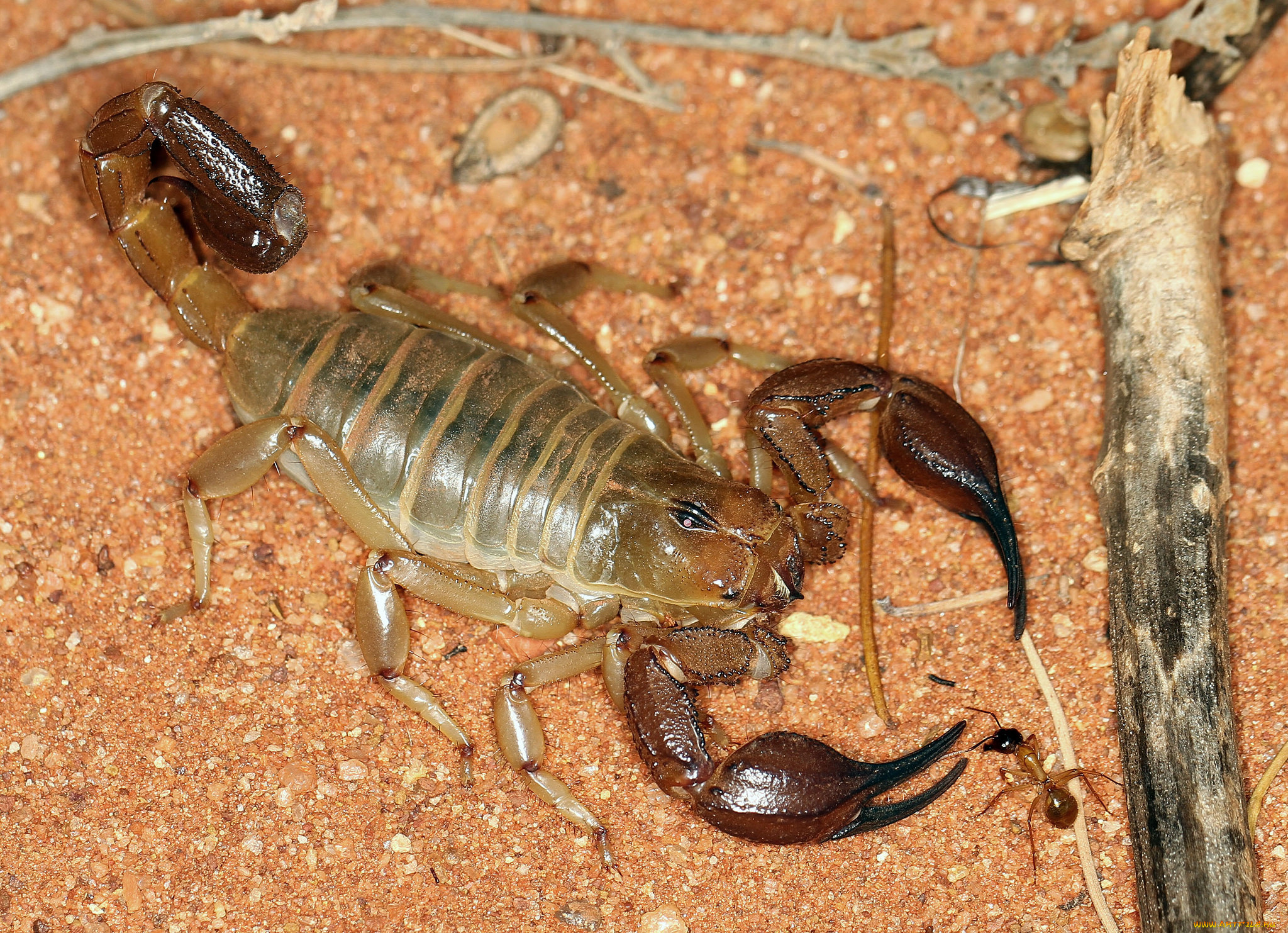 Scorpion 17. Скорпион картинки. Скорпион животное. Скорпион фото животное. Обои на рабочий стол Скорпион.